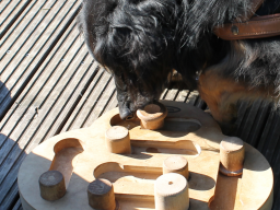 Webinar: Hundetraining macht Spaß