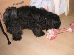 Webinar: Barfen - Rohfütterung für den Hund