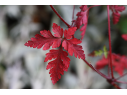 Webinar: Variationen in ROT