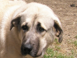 Webinar: Der traumatisierte Hund