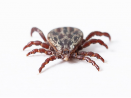 Webinar: Parasiten natürlich bekämpfen und vorbeugen