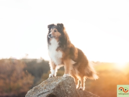 Webinar: Tiergesundheit