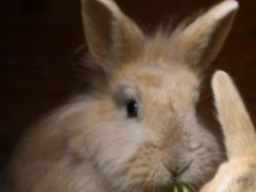 Webinar: Wildkräuter i.d.Ernährung von Kaninchen, Meerschweinchen und Chinchilla