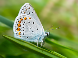 Webinar: Gesund leben nach Hippokrates + Kneipp