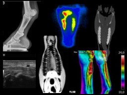 Webinar: Bildgebende Verfahren in der Diagnostik