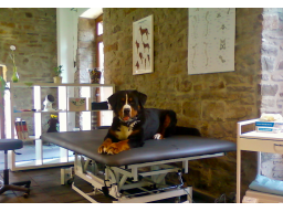 Webinar: Impfung bei Hunden