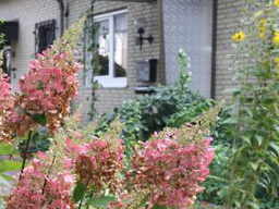 Webinar: Gartenfreuden - bio + pflegeleicht