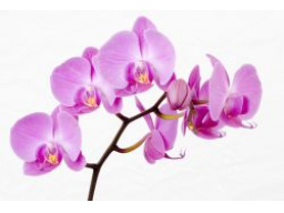 Webinar: Kempo-Kai Meeting