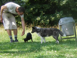 Webinar: Hunde-Alltags-Quiz T1