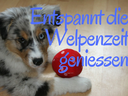 Webinar: Entspannt die Welpenzeit geniessen