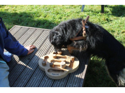 Webinar: Hundetraining macht Spaß