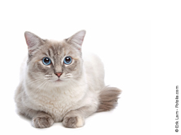 Webinar: Meine Katze ist überängstlich