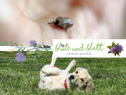 Webinar: ZeckEx - Hund Gesund trotz Zeckenbiss / Borreliose vorbeugen