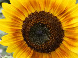 Webinar: Vitamin D - Sprechstunde