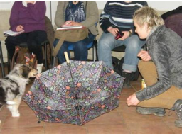Webinar: Hundeauswahl bei Assistenzhunden