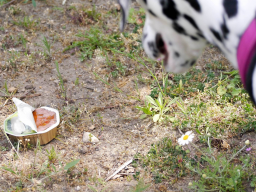 Webinar: Tipps zur Giftköder Prävention für deinen Hund