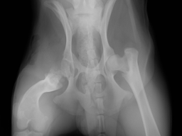 Webinar: Hundephysiotherapie - Einsatzgebiete und Behandlungsformen