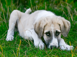 Webinar: Durchfall - wie helfe ich meinem Hund?