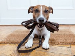Webinar: Endlich entspannt Gassi gehen! Teil 2