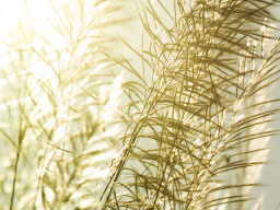 Webinar: Pollenallergie nein danke! - Einzel-Coaching