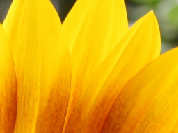 Webinar: Sonne + Wohlbefinden