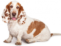 Webinar: Pfundige Hunde