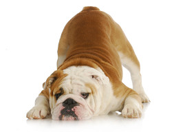 Webinar: Vier Pfoten Asanas - Infowebinar