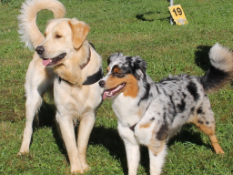 Webinar: Offene Fragestunde für Hundehalter