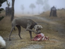 Webinar: Hunde Barfen