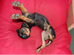 Webinar: Basiskurs Hundemassage - ein interaktives Webinar
