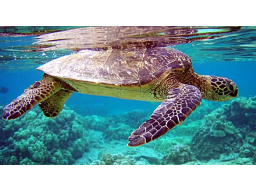 Webinar: Trendfolgesysteme - Die Turtles Strategie