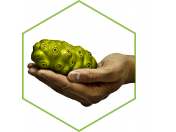 Webinar: Die Königin der Pflanzen - Morinda citrifolia