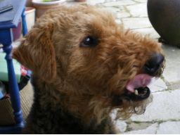 Webinar: "Barf", was ist das? "Barf" für den Hund