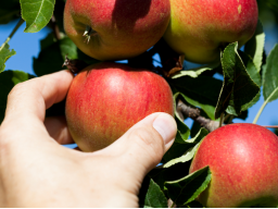 Webinar: Gesund führen - sich selbst und andere