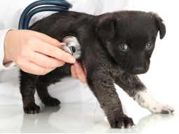Webinar: Dann klappt's auch mit dem Tierarzt