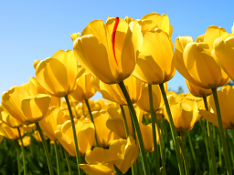 Webinar: Was essen wir heute Mittag?
