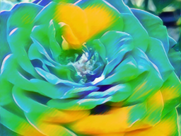Webinar: Rose Touch & Rose Talk