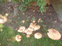 Webinar: Effektive Mikroorganismen im Garten