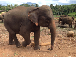 Webinar: Online-Vortrag zum Elefantencoaching auf Sri Lanka