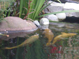 Webinar: Der Koi und sein Wasser: Filter- und Wasserpflege Grundlagen