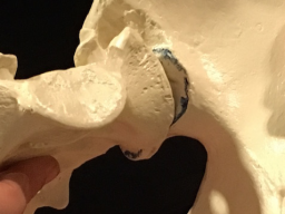 Webinar: Grundwissen Anatomie des Reiters - Das Becken