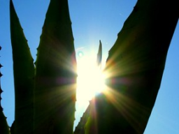 Webinar: Aloe Vera - Blut der Götter