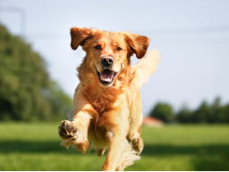 Webinar: Bi-Syndrome der Traditionellen Chinesischen Tiermedizin (TCVM) - Teil 2