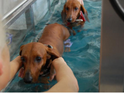 Webinar: Therapie im Unterwasserlaufband