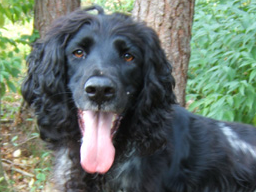 Webinar: Wildkräuter in der Tierernährung - Hund