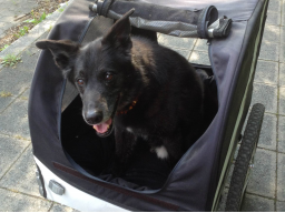 Webinar: Der Hund am Rad