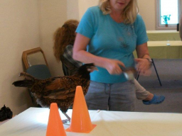 Webinar: Hundetraining: Belohnungen optimal einsetzen
