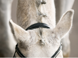 Webinar: Sponsoring für Reitsportler - Unterstützung auf Leistungsebene