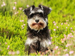 Webinar: Frühjahrsputz! Den Hund entgiften