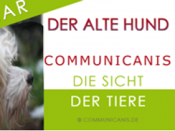 Webinar: Der alte Hund.